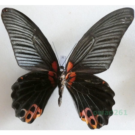 Papilio rumanzovia Eschscholtz, 1821 reverse Philippines 112mm51